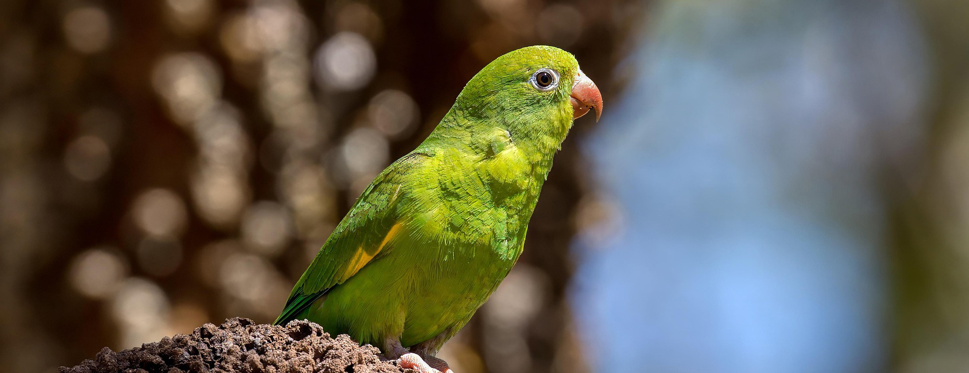 Default Template 5 -Default Template 5 bird 9170927 1920