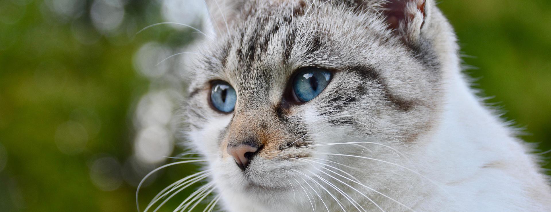 Default Template 5 -Default Template 5 cat 7840767 1920