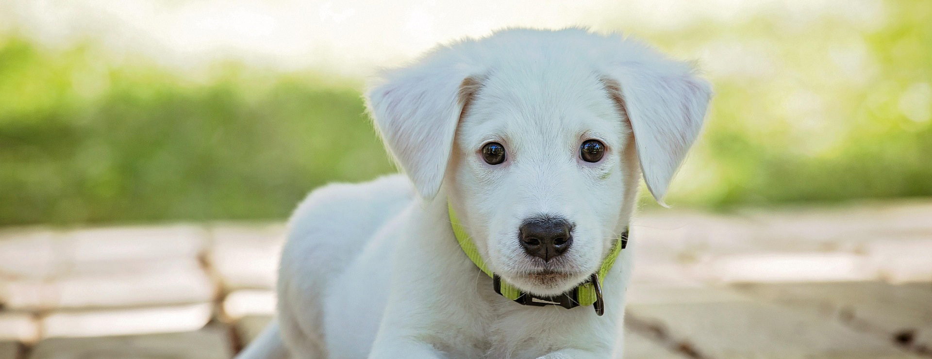 Default Template 5 -Default Template 5 puppy 1903313 1920